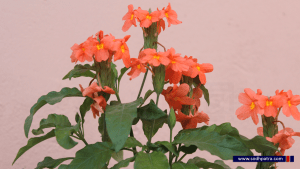 तिहारको स्वागतमा बेहुली झैं सिँंगारिएका मनै लोभ्याउने सप्तरंगी फूलहरु 