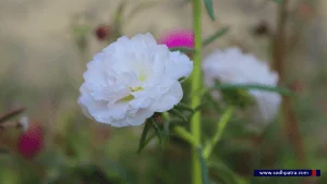 तिहारको स्वागतमा बेहुली झैं सिँंगारिएका मनै लोभ्याउने सप्तरंगी फूलहरु 