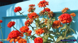 तिहारको स्वागतमा बेहुली झैं सिँंगारिएका मनै लोभ्याउने सप्तरंगी फूलहरु (फोटो समचार)