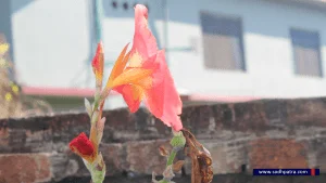 तिहारको स्वागतमा बेहुली झैं सिँंगारिएका मनै लोभ्याउने सप्तरंगी फूलहरु 