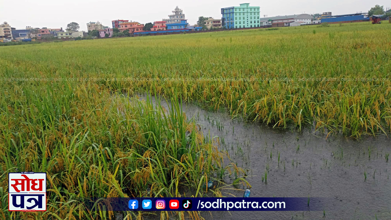 धान खेत