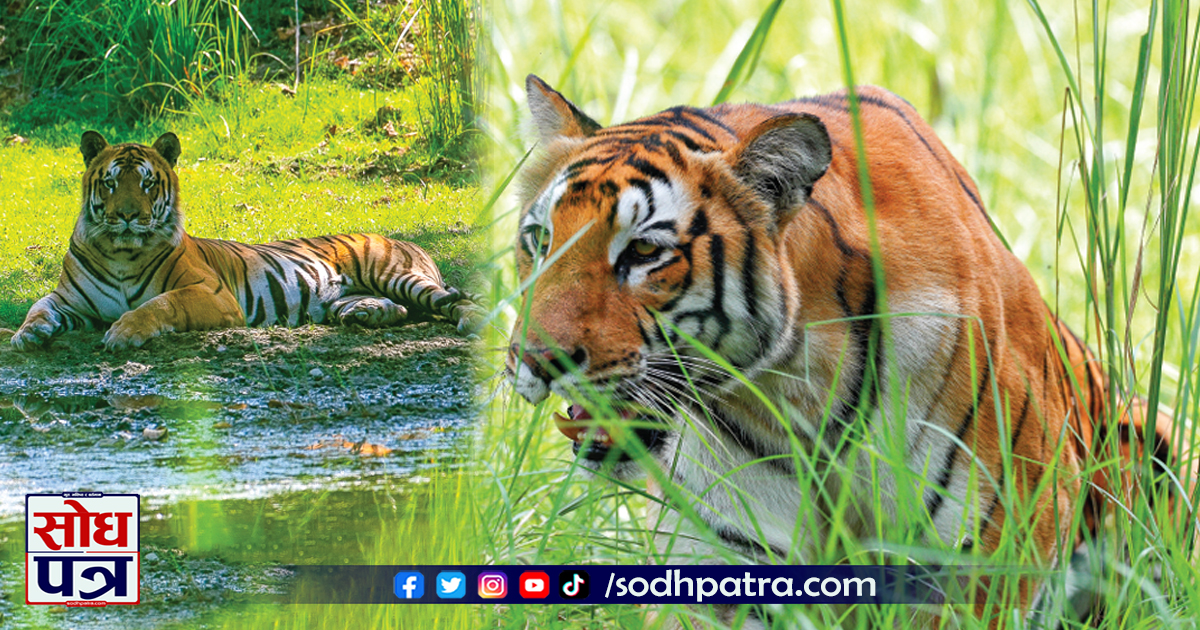 शुक्लाफाँटा राष्ट्रिय निकुञ्जमा दोब्बर बाघ