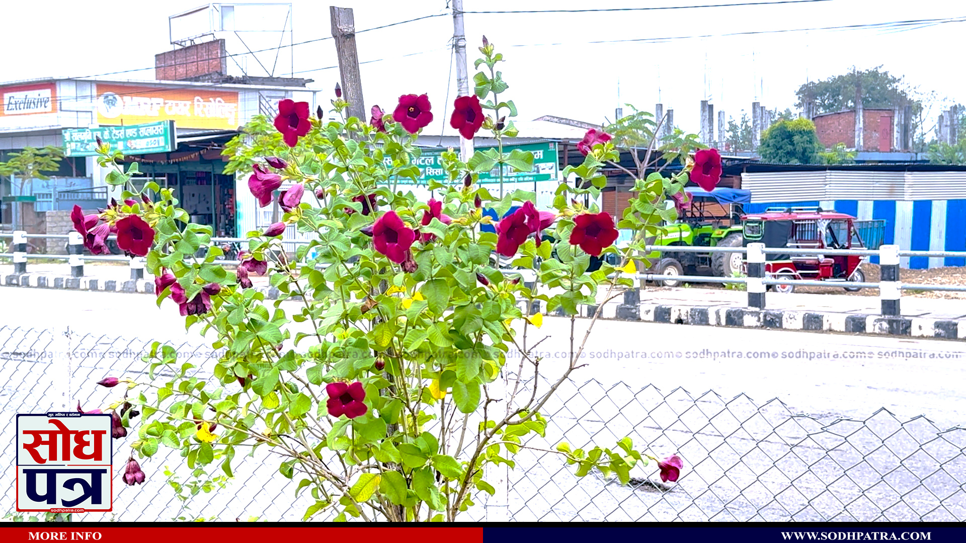 धनगढीको सडक पेटि र सार्वजनिक स्थानमा गरिएको वृक्षारोपण र फुलेका फुलहरूको सौन्दर्य