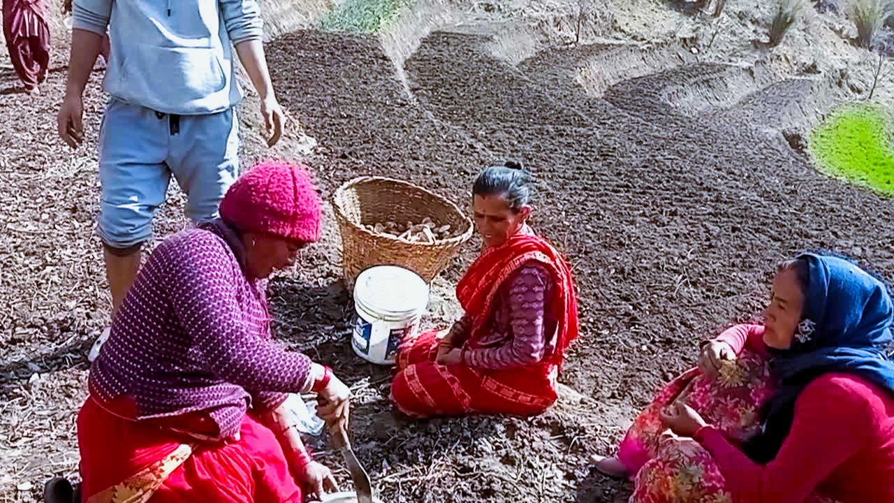 हिउँ सँगै आयो आशा, बैतडीका उच्च भेगमा आलु रोपाइँ