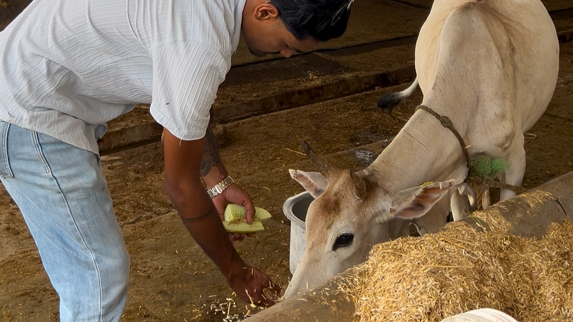 गौशालामा फलफूल सेवा गर्दै धनगढीका आशुतोष सिंहले मनाए जन्मोत्सव